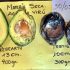 Increased avocado production and quality in Peru